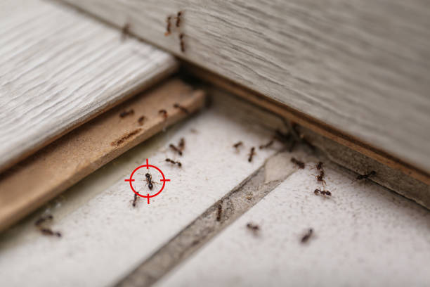 Best Pest Prevention Services  in West Easton, PA