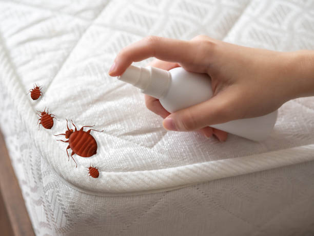 Best Emergency Pest Control  in West Easton, PA